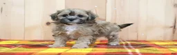 Shihpoo dogs for sale: Jody - Ad 2