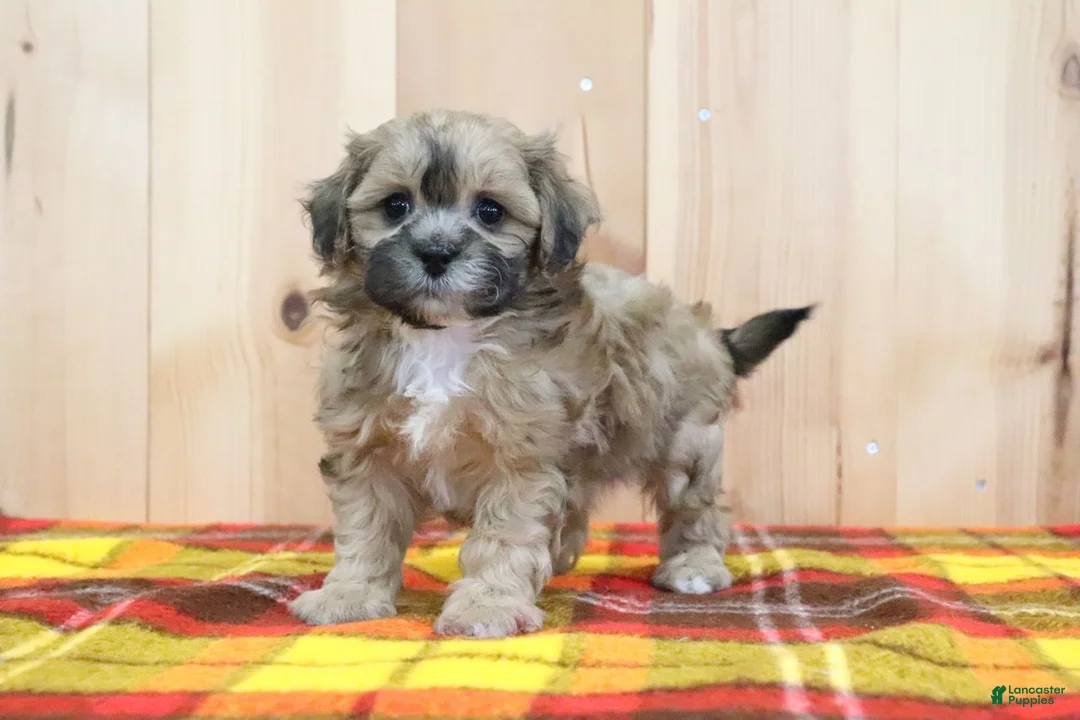 Shihpoo dogs for sale: Jody - Ad 2