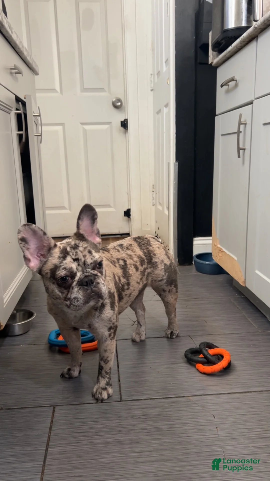 French Bulldog dogs for sale: French Bulldog 2 - Ad 2
