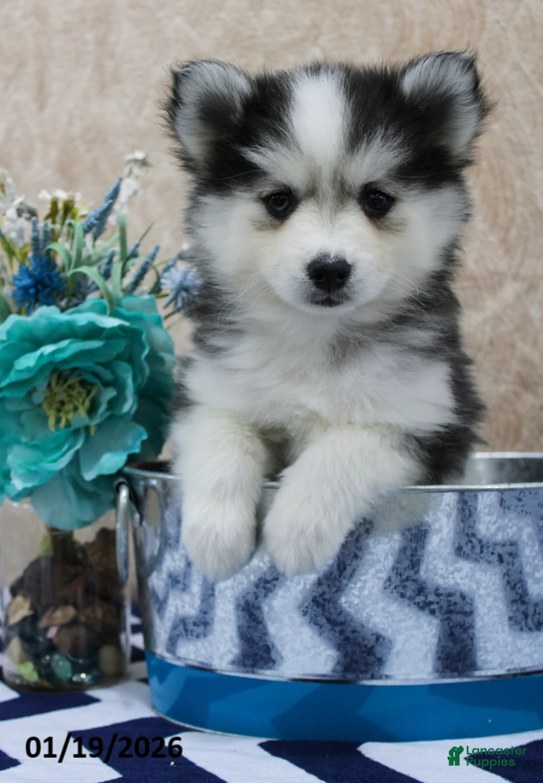Pomsky dogs for sale: Cleo - Ad 5