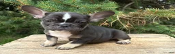 French Bulldog dogs for sale: Kitkat - Ad 1