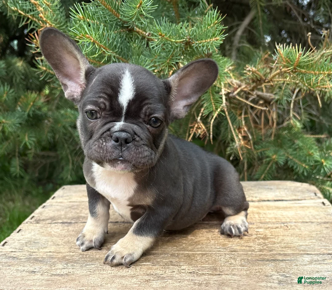 French Bulldog dogs for sale: Kitkat - Ad 1