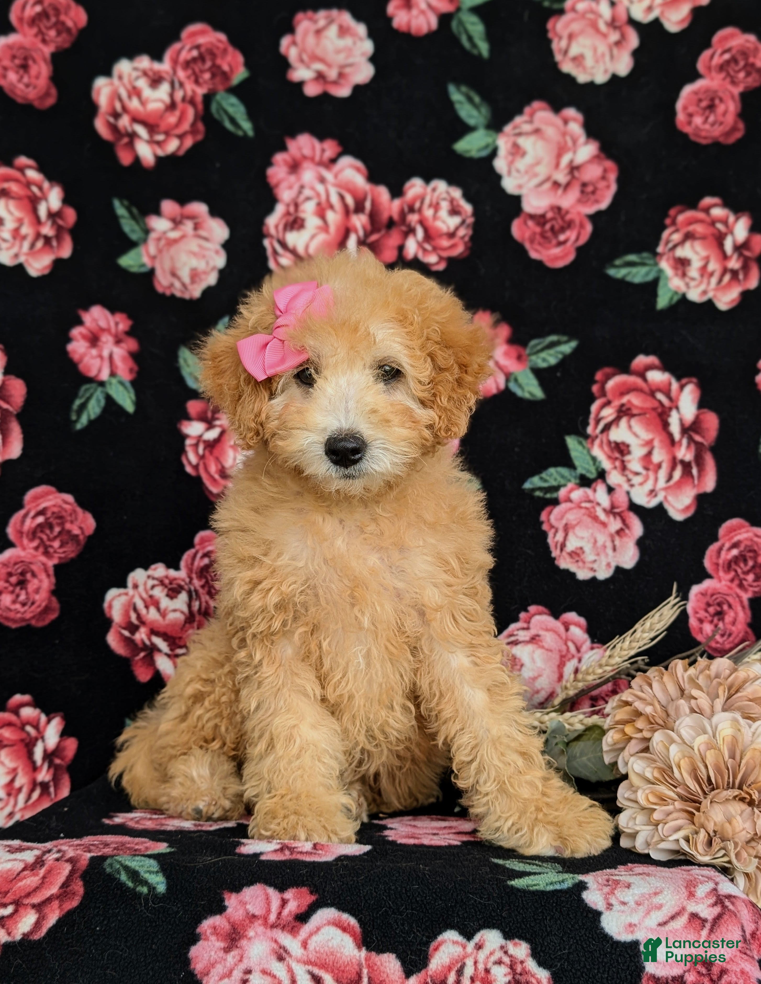 Miniature Labradoodle dogs Mollie Hypoallergenic - Ad 1