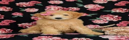 Miniature Labradoodle dogs for sale: Mollie Hypoallergenic - Ad 1