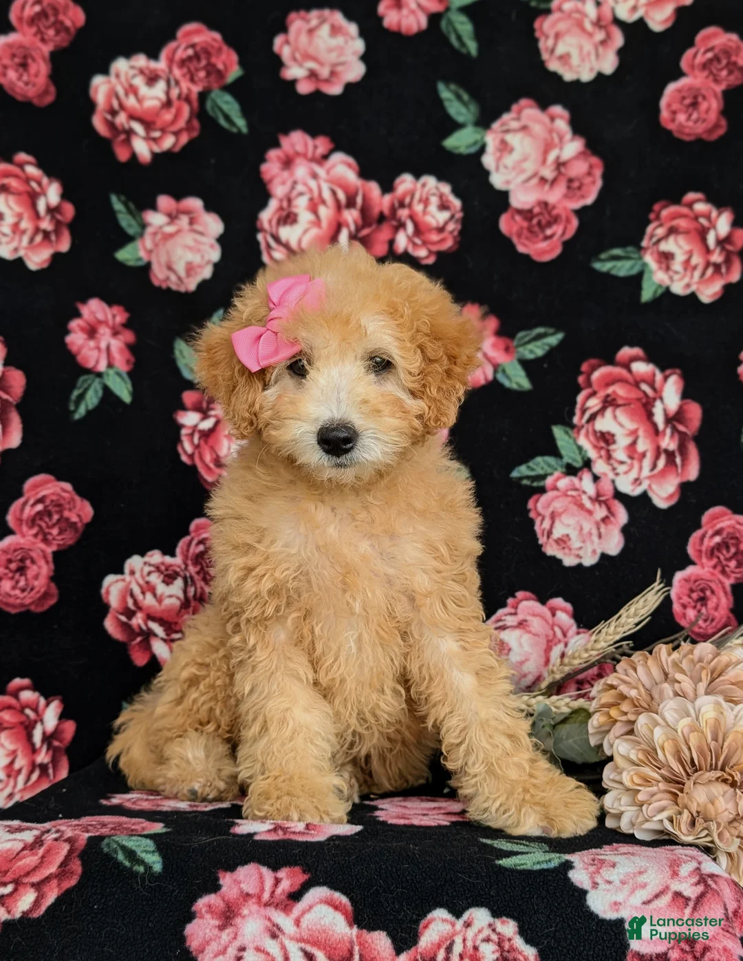 Miniature Labradoodle dogs for sale: Mollie Hypoallergenic - Ad 1