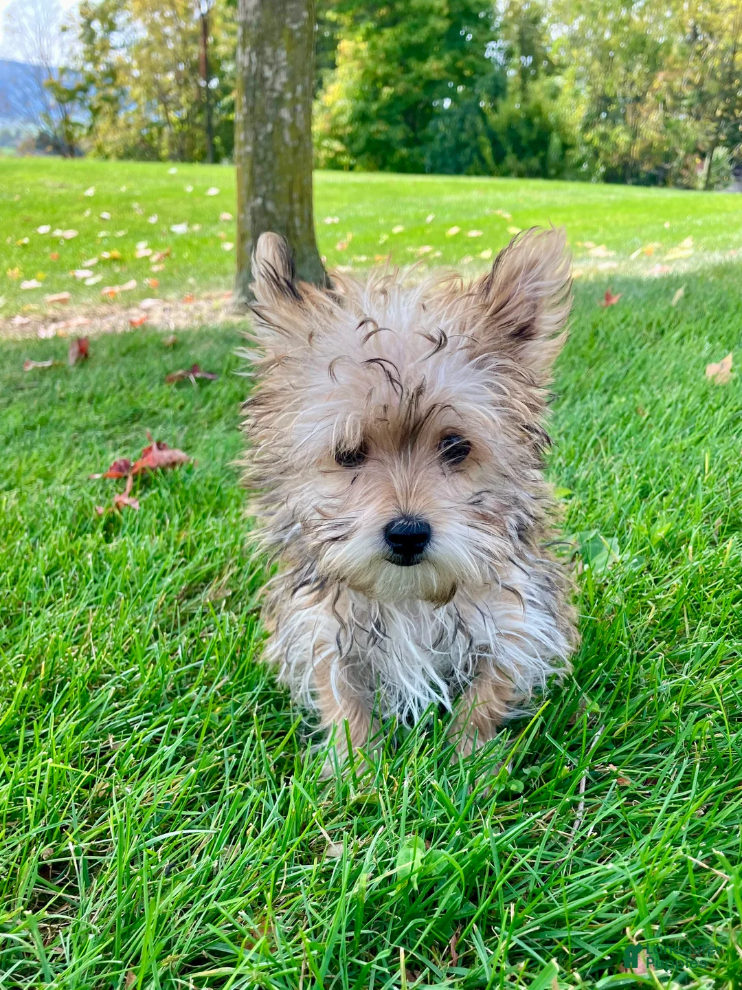 Morkie dogs for sale: Otis - Ad 3