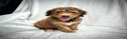 Bernedoodle dogs for sale: Sadie - Ad 12