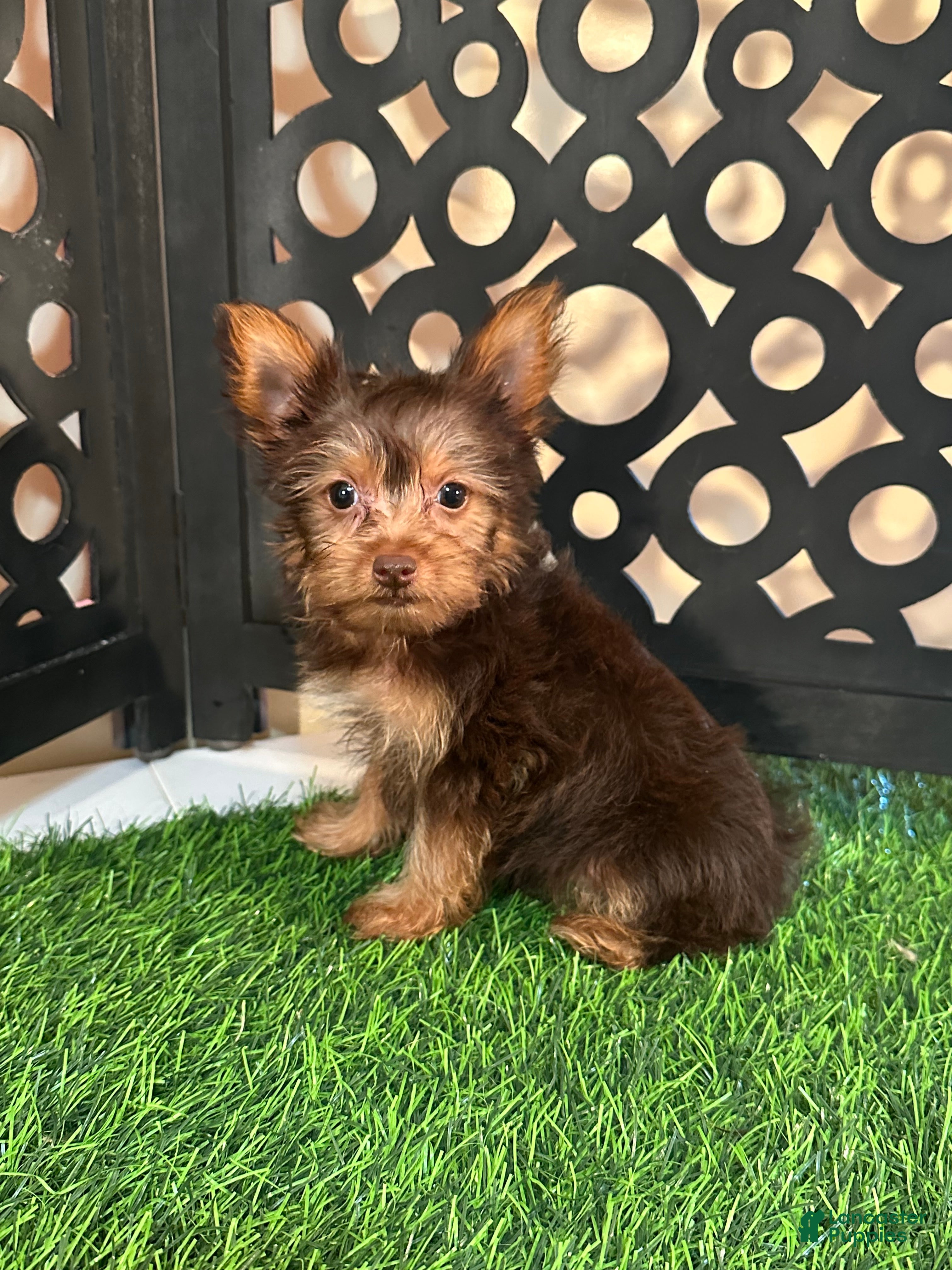 Yorkshire Terrier dogs Harry Spunky Loving Chocolate Yorkie - Ad 1