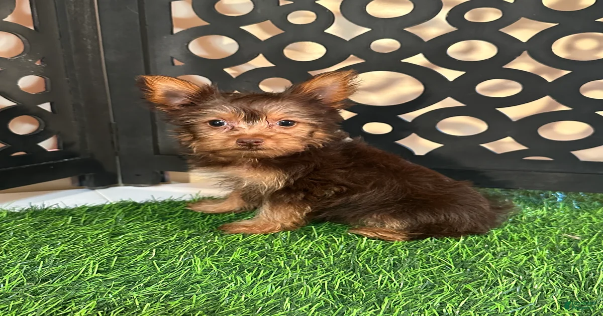 Chocolate Yorkshire Terrier Puppies for sale | Lancaster Puppies