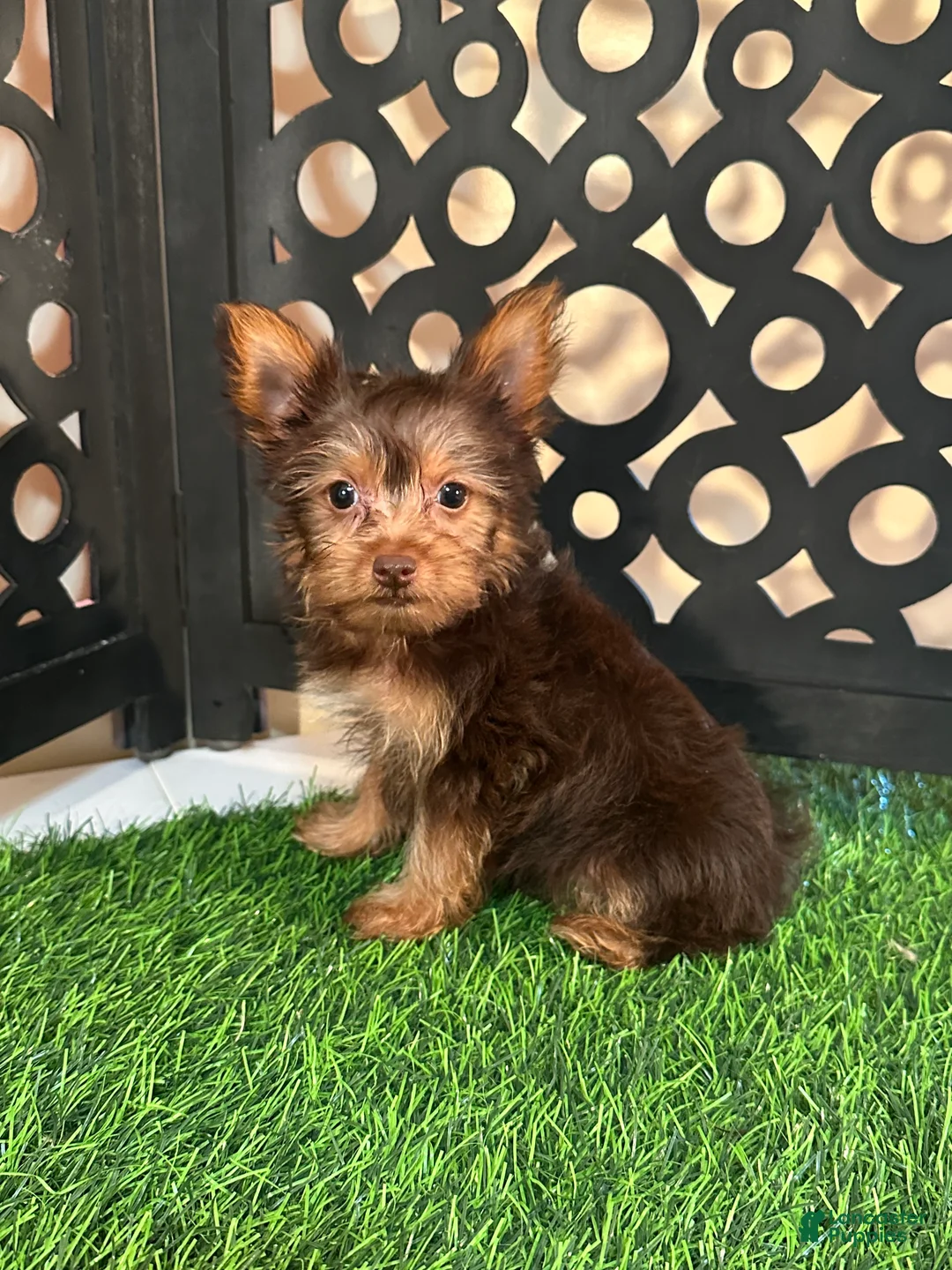 Yorkshire Terrier dogs for sale: Harry Spunky Loving Chocolate Yorkie - Ad 1