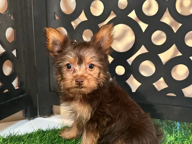 Yorkshire Terrier dogs for sale: Harry Spunky Loving Chocolate Yorkie - Ad 1