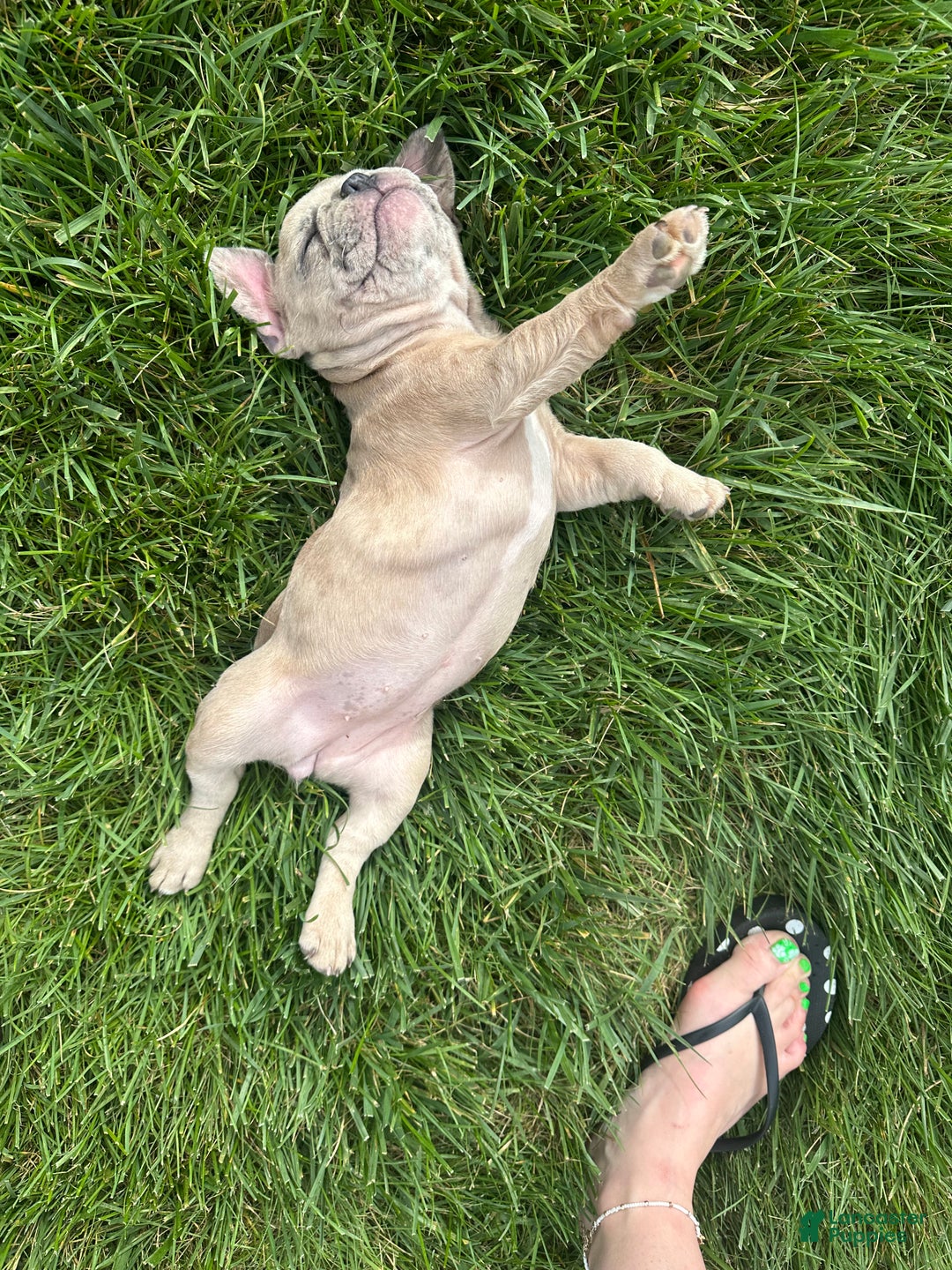 French Bulldog dogs for sale: Trina - Ad 9