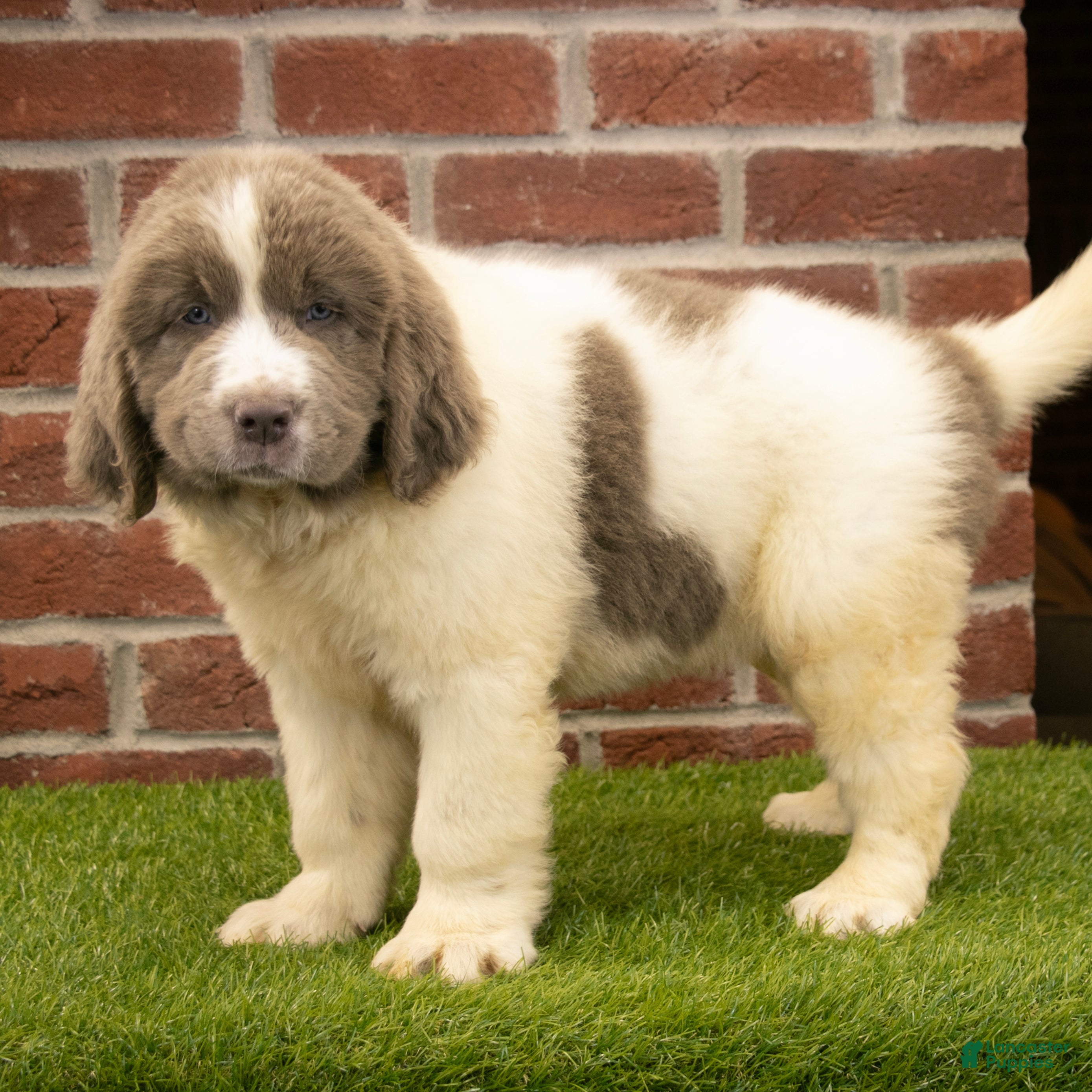 Newfoundland dogs for sale: Mason - Ad 5