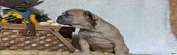 French Bulldog dogs for sale: Yeti - Ad 3