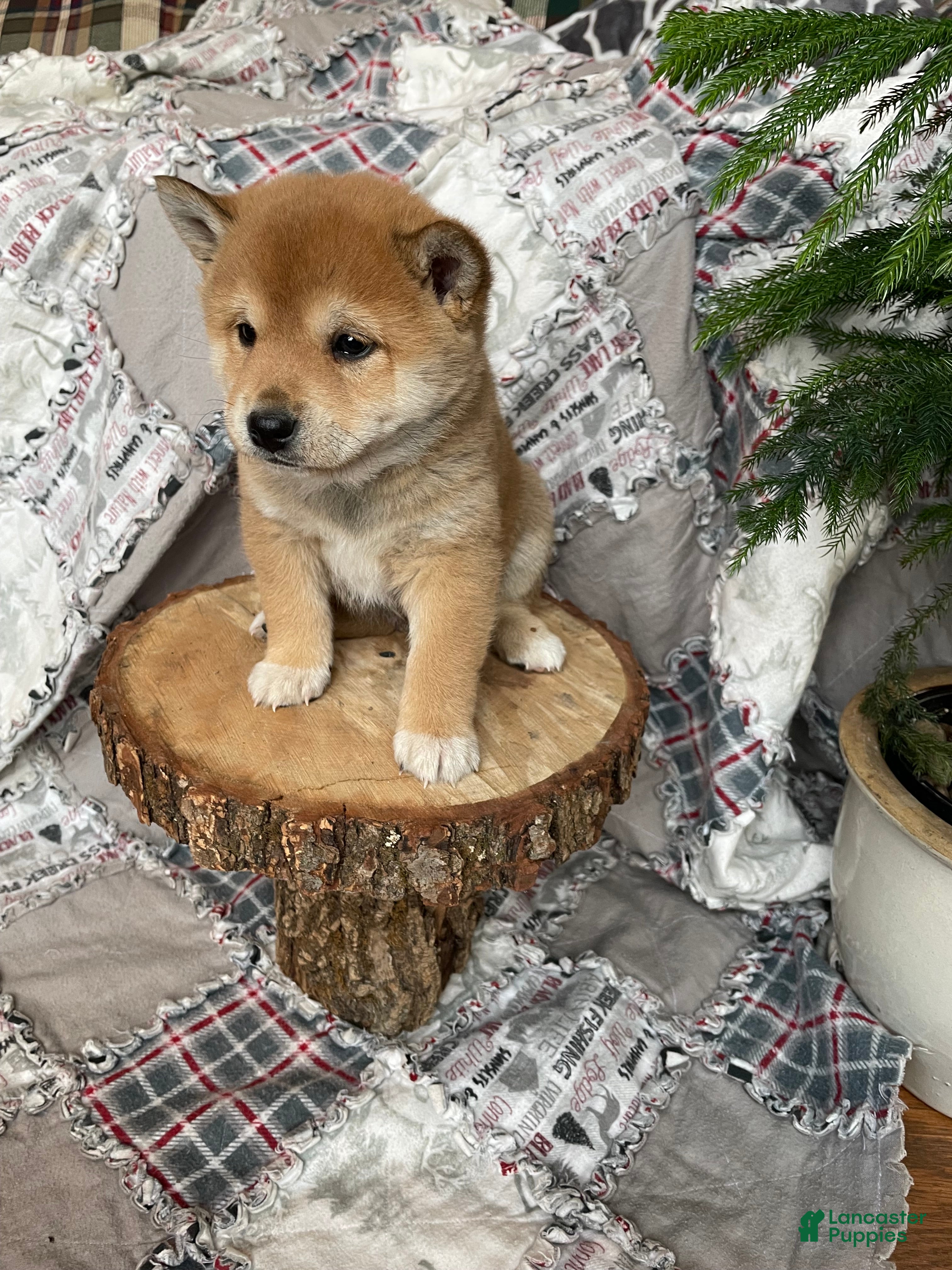 Shiba Inu dogs Hazel - Ad 31