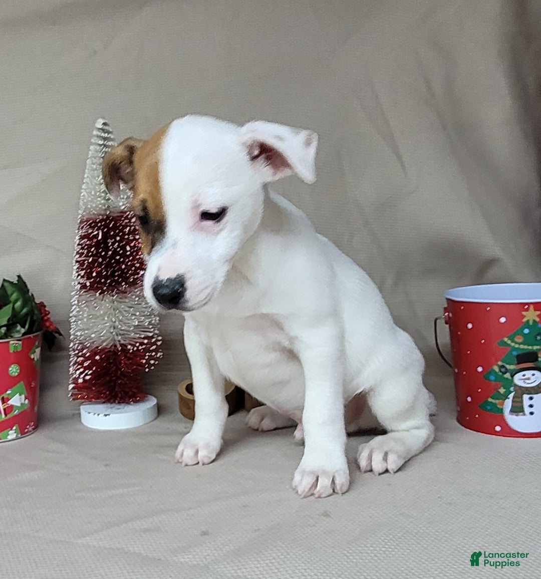 Jack Russell Terrier dogs for sale: FALCON of Westfork  - Ad 4