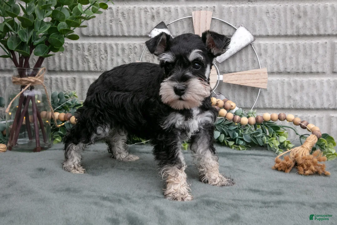 Miniature Schnauzer dogs for sale: Benji - Ad 3