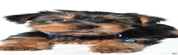 Yorkshire Terrier dogs for sale: Jasper - Ad 3