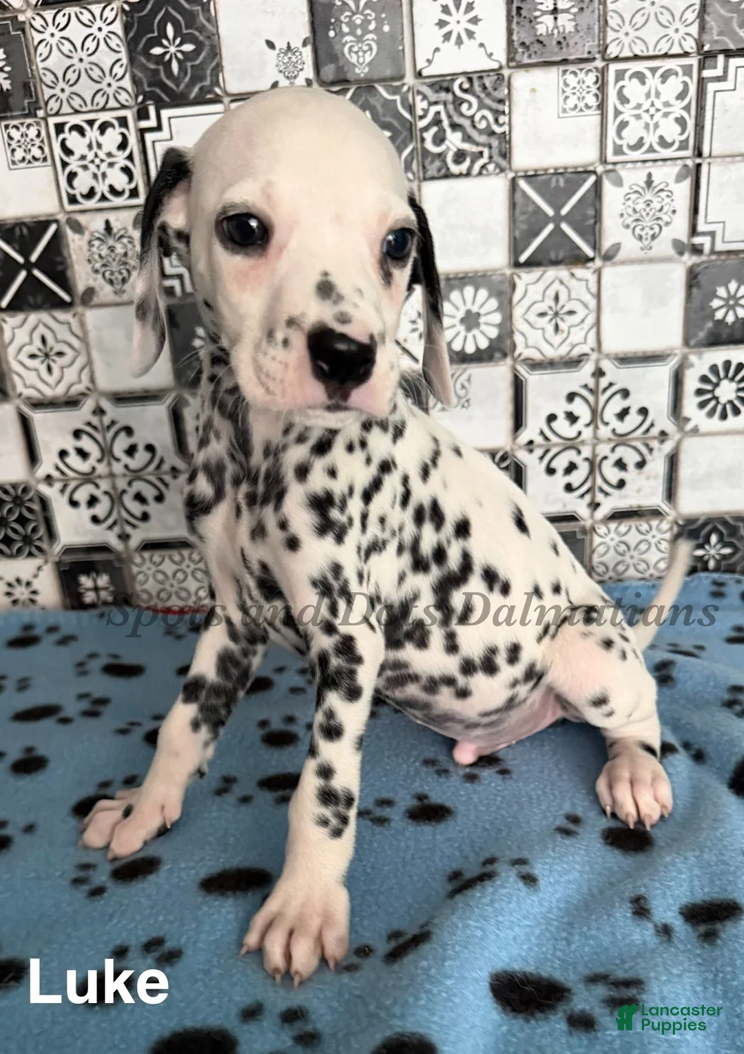 Dalmatian dogs for sale: Luke - Ad 1