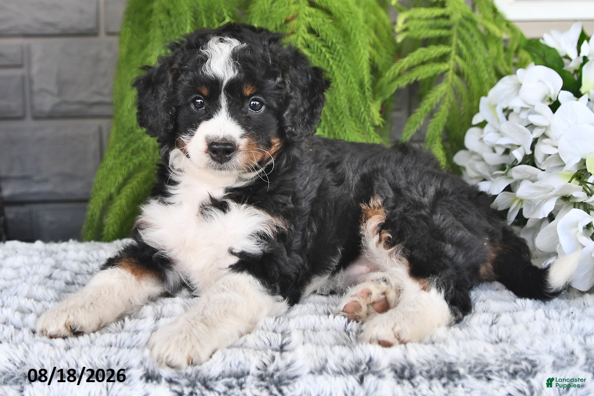 Mini Bernedoodle dogs Tulip - Ad 1