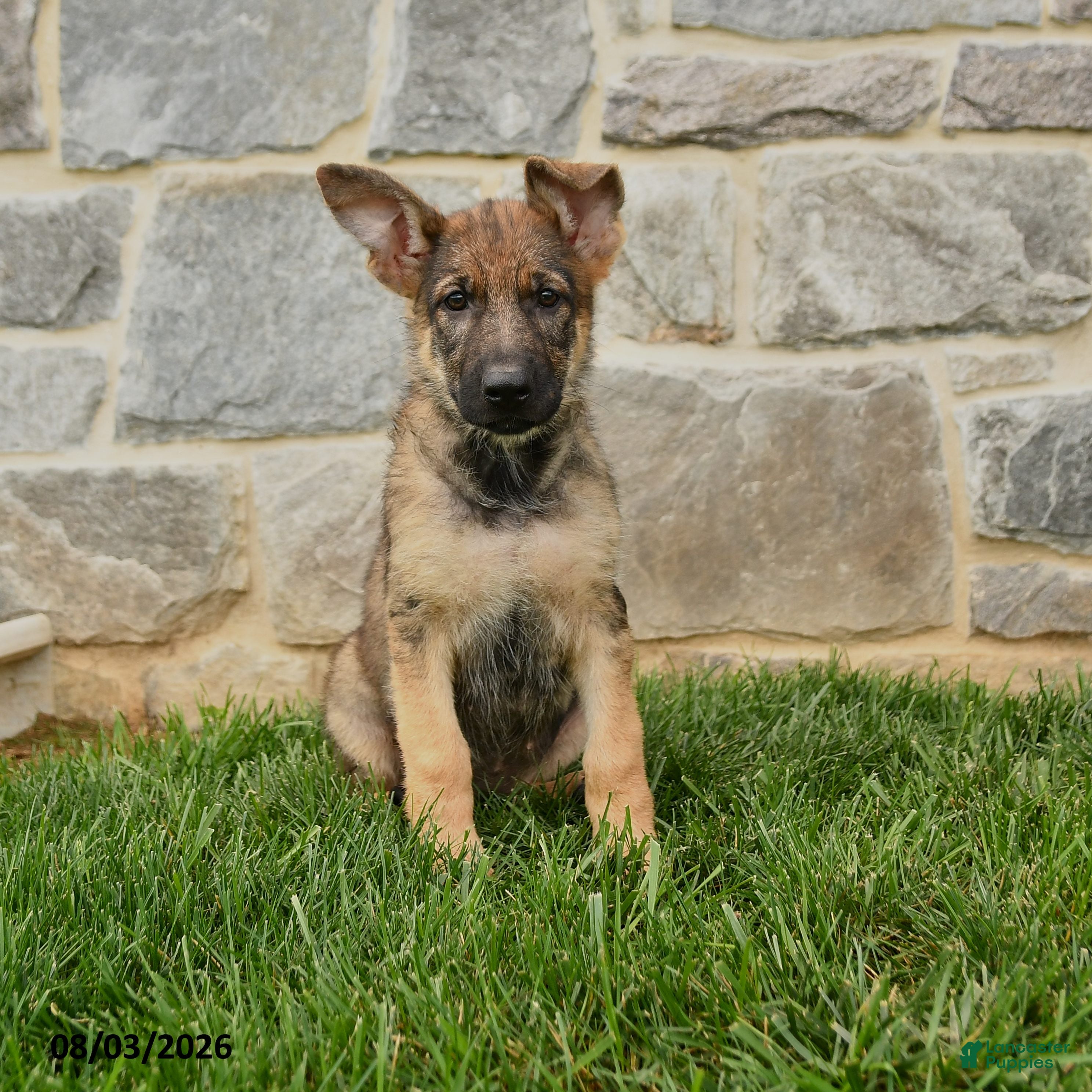 German Shepherd dogs Orangebud - Ad 1