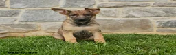 German Shepherd dogs for sale: Orangebud - Ad 1
