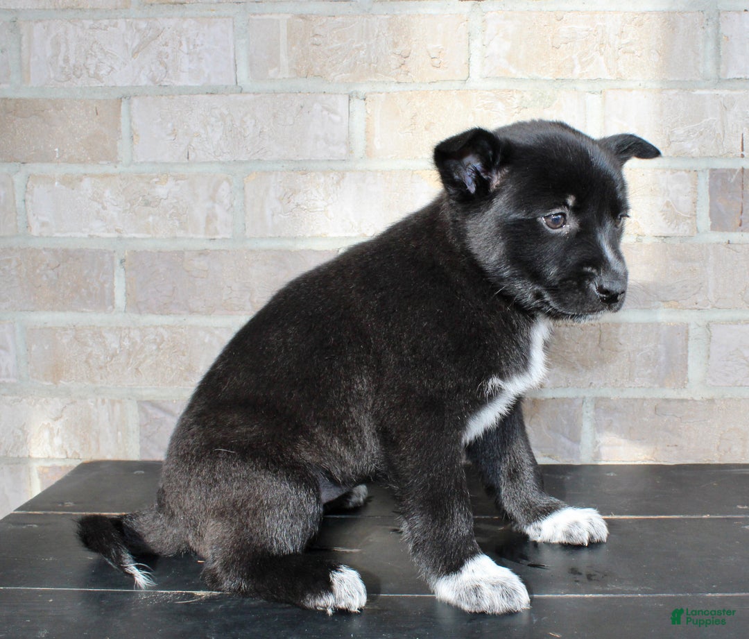 Mixed Breed dogs for sale: Skyla - Ad 4