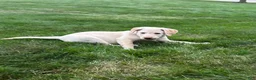 Labrador Retriever dogs for sale: Honey - Ad 32