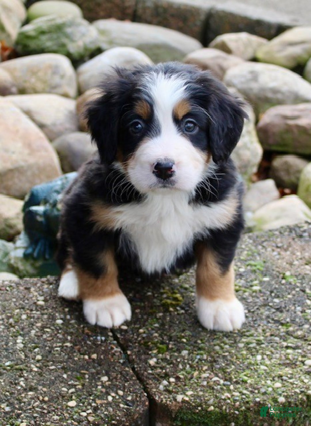 Bernese Mountain Dog dogs for sale: Lila - Ad 3