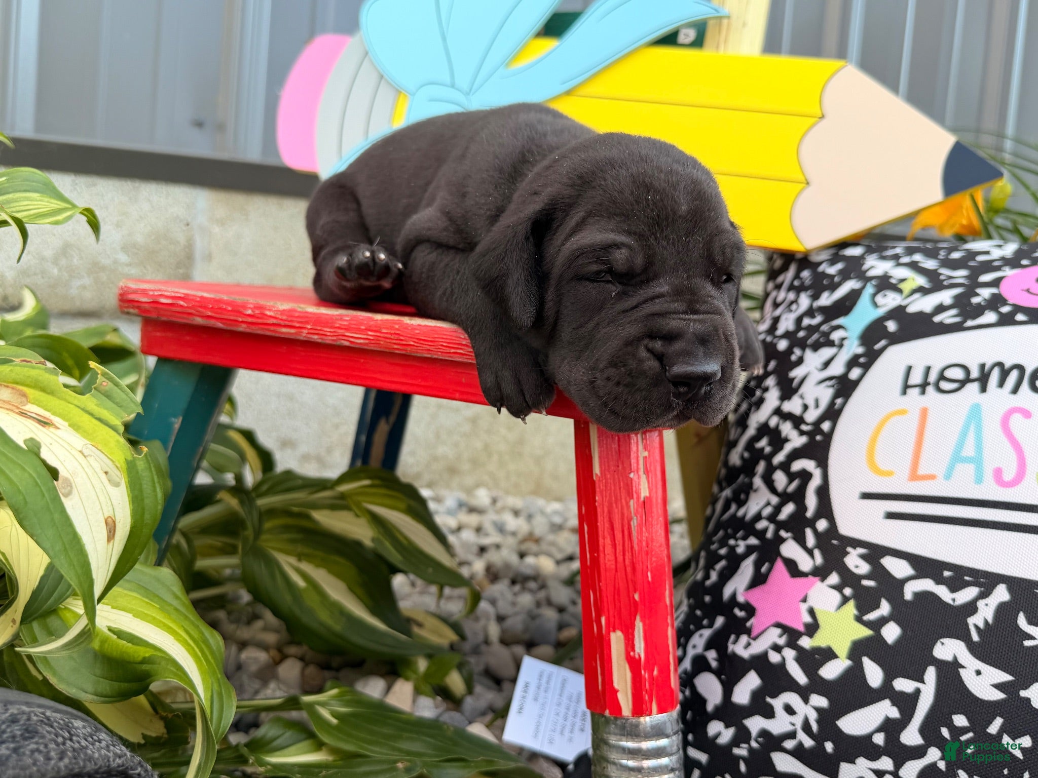 Great Dane dogs Lenny - Ad 2