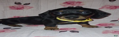 Miniature Dachshund 1 yellow collar