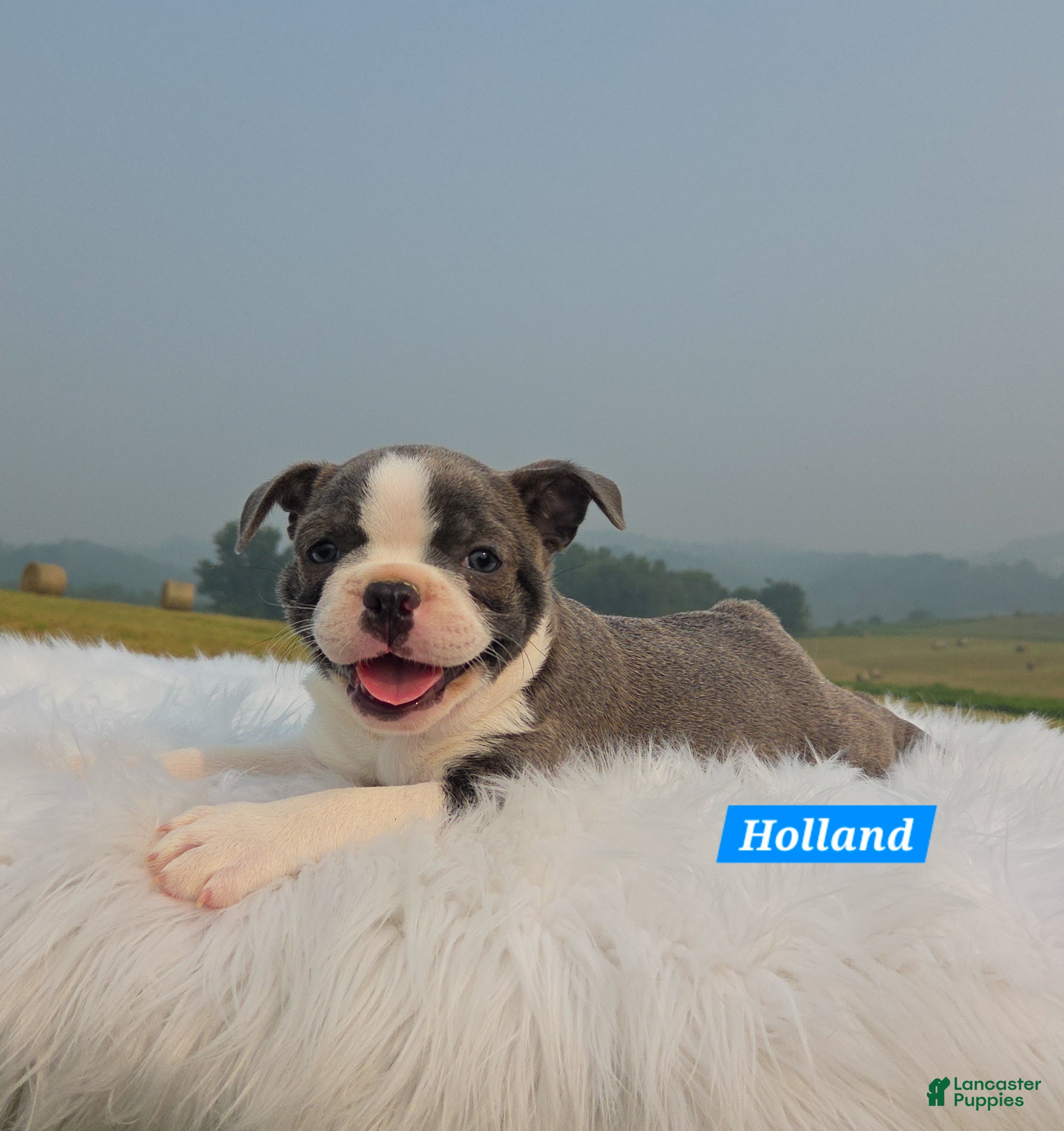 Mixed Breed dogs Holland - Ad 1