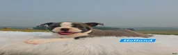 Mixed Breed dogs for sale: Holland - Ad 1