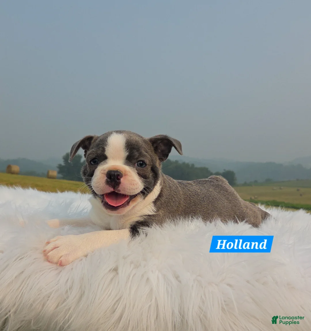 Mixed Breed dogs for sale: Holland - Ad 1