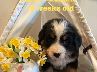 Bernese Mountain Dog dogs Riley - Ad 7