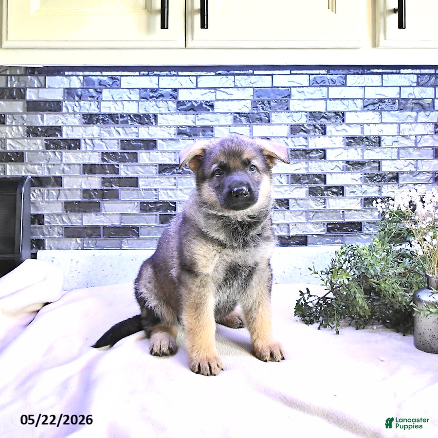 German Shepherd dogs Cody - Ad 1
