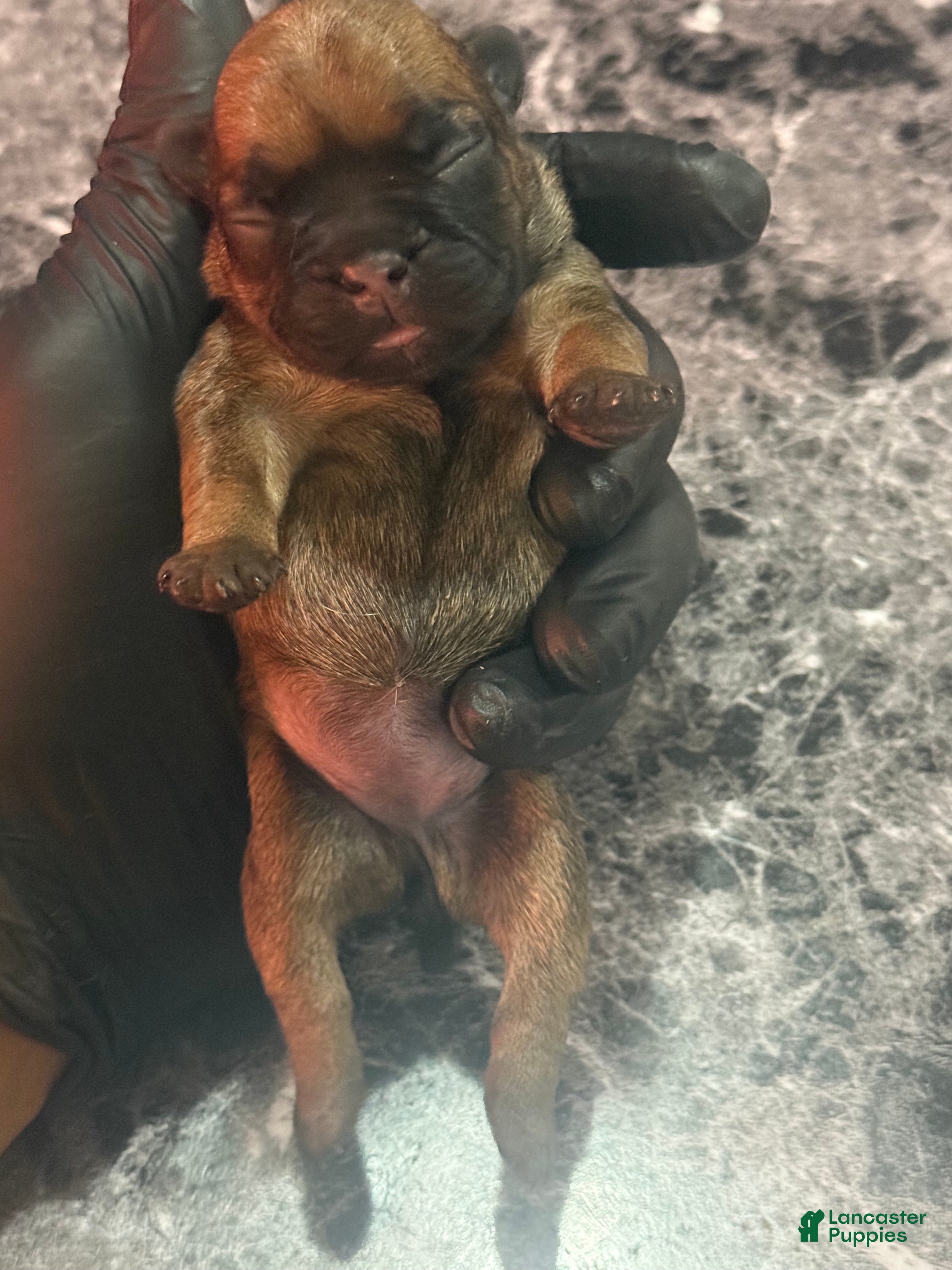 French Bulldog dogs Reese 🤎 - Ad 11