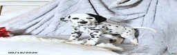 Dalmatian dogs for sale: Bailey - Ad 3