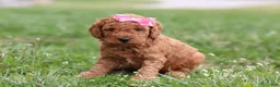 Mini Goldendoodle dogs for sale: Tessa - Ad 8