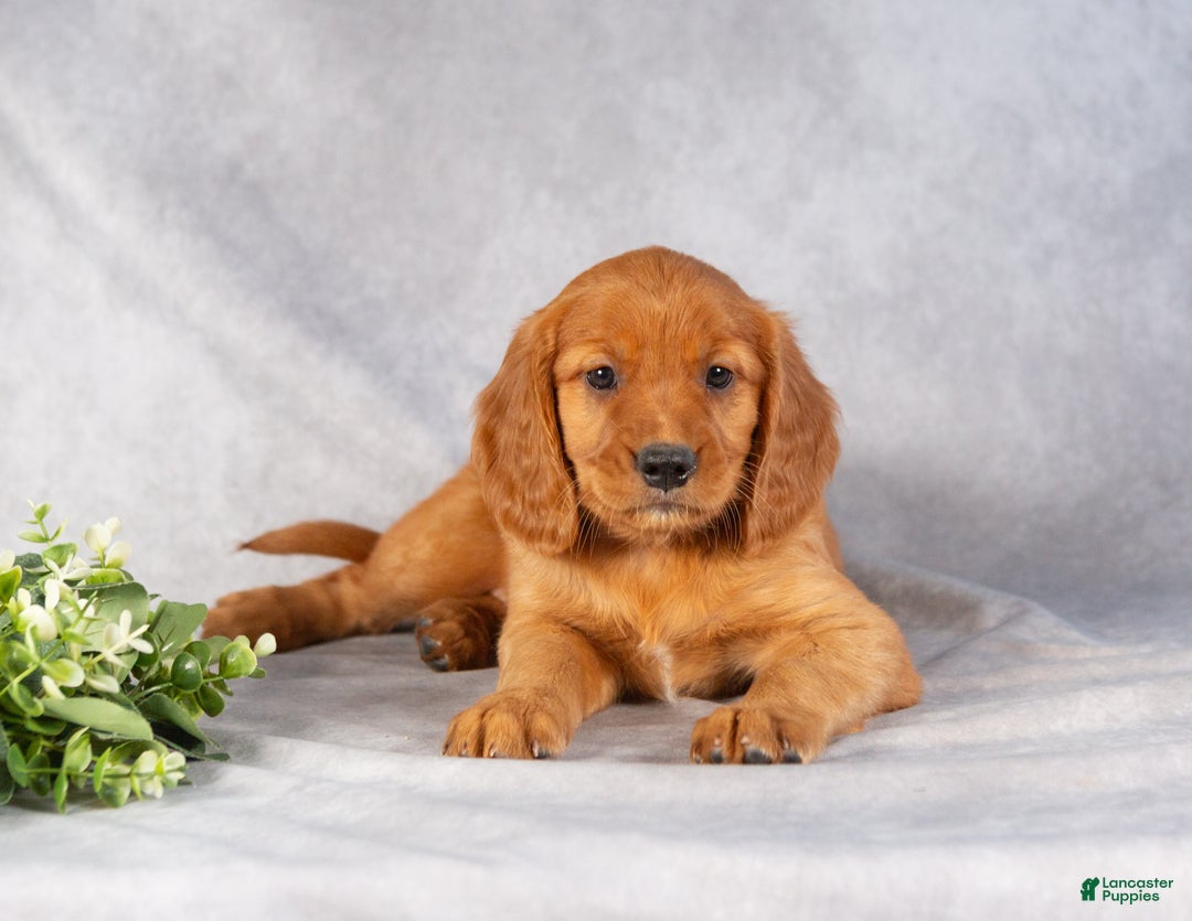 Miniature Golden Retriever dogs for sale: Dickie - Ad 5