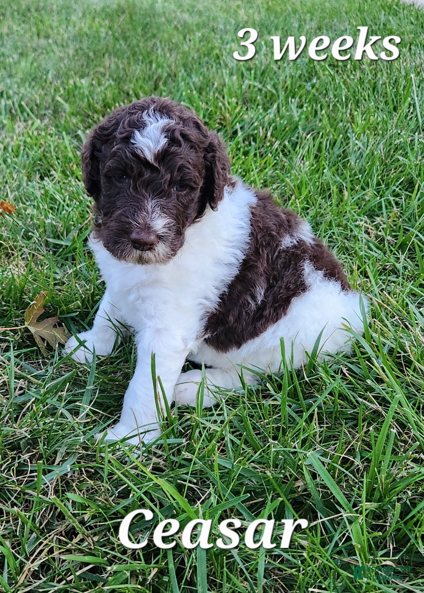 Labradoodle dogs Caesar - Ad 1