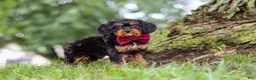 Cavapoo dogs for sale: Kai - Ad 7