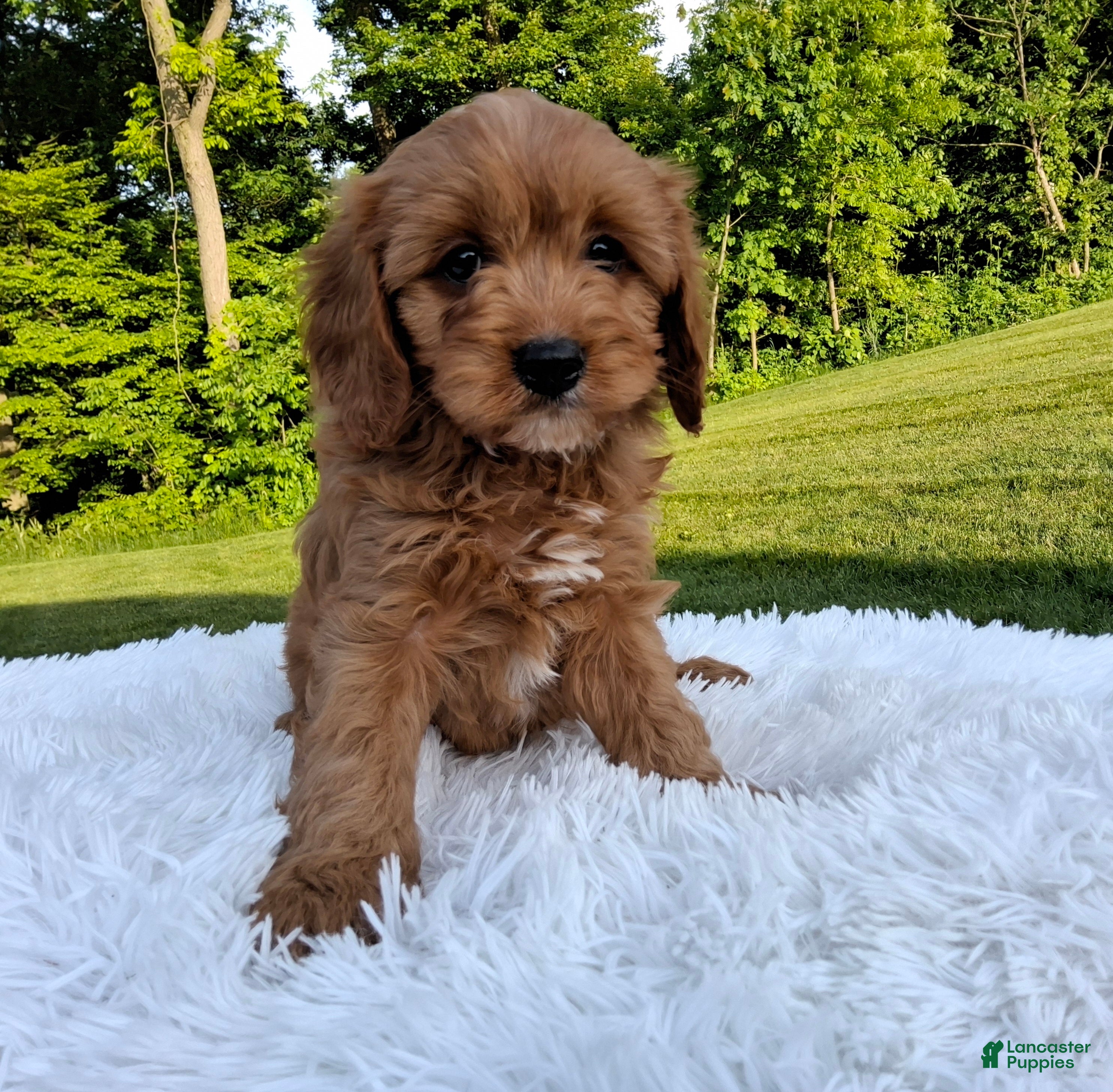 Cavapoo dogs Percy  - Ad 2