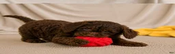 Cockapoo dogs for sale: joy - Ad 7
