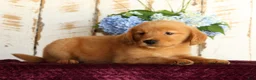 Golden Retriever dogs for sale: Shasta - Ad 8