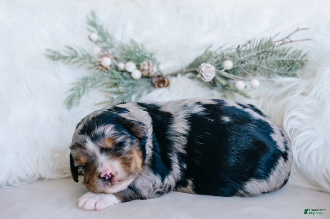 Mixed Breed dogs for sale: Hazel - Ad 2