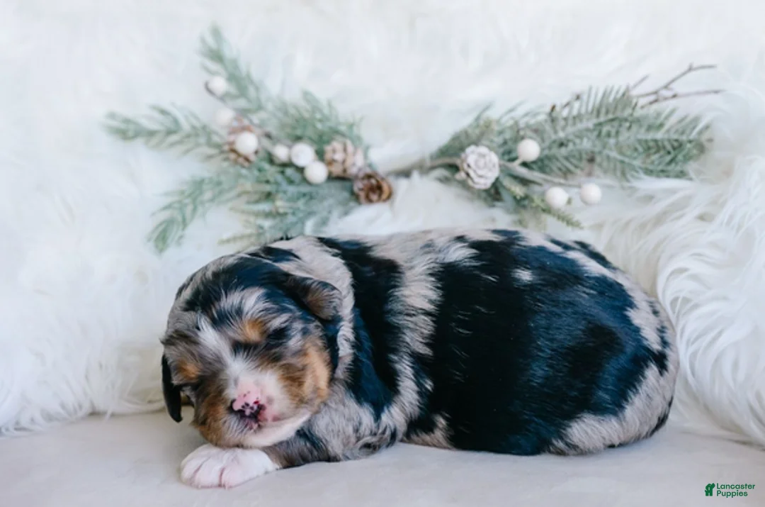 Mixed Breed dogs for sale: Hazel - Ad 2