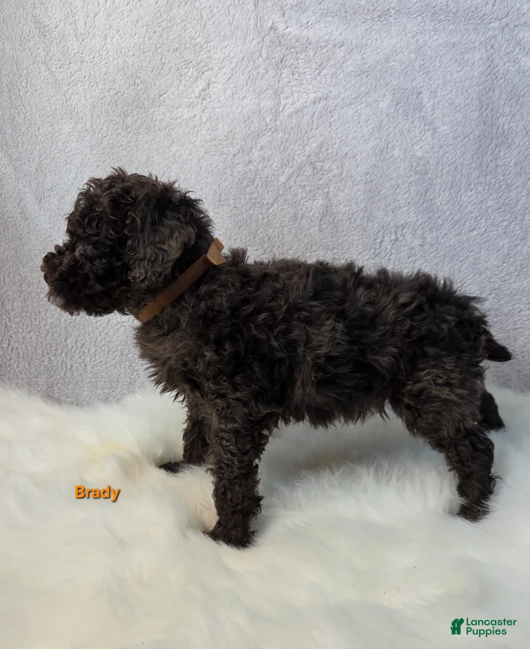 Miniature Poodle dogs for sale: Brady - Ad 3