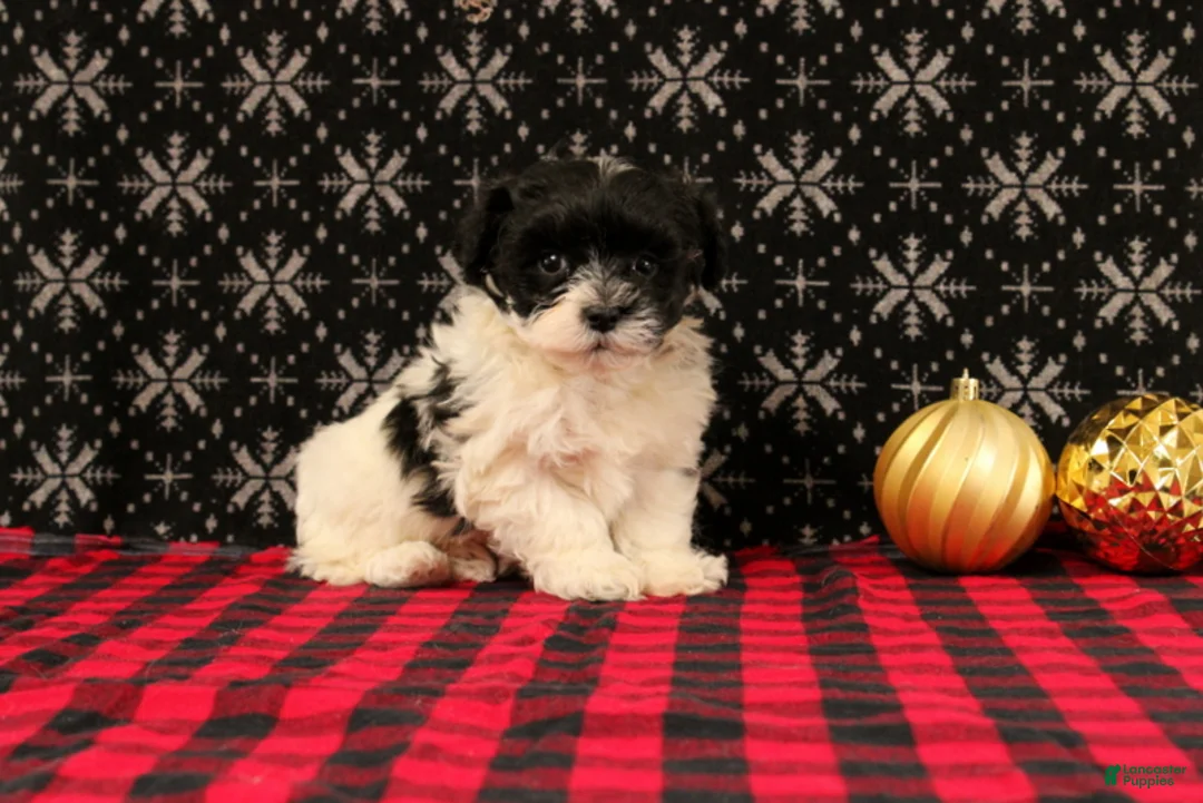 Maltipoo dogs for sale: Frostine - Ad 4