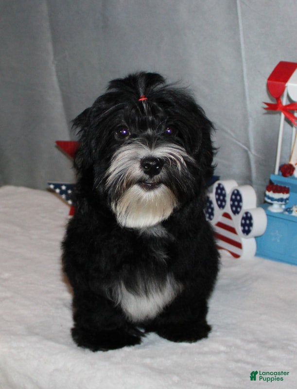 Havanese dogs Ryker - Ad 3